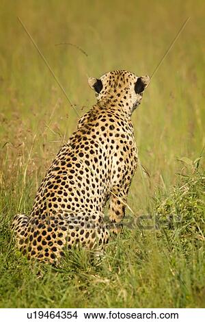 Close up view from behind of cheetah sitting in long grass, Maasai Mara, Kenya View Large Photo Image Picture - Close up view from behind of cheetah sitting in long grass, Maasai Mara, Kenya. Fotosearch