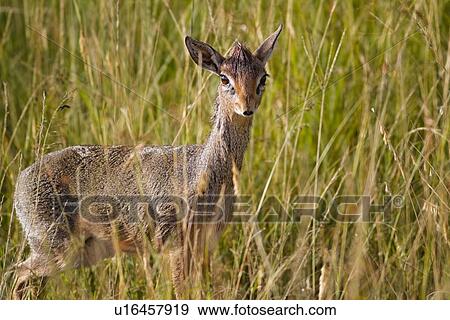 Stock Photo - Close up view of adult dik dik, side view facing viewer, standing in long grass, Maasai Mara, Kenya. Fotosearch