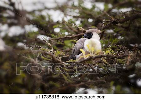 Stock Photo - Close up view of "Bare-faced Go-away bird" (Turaco) perched on branches of acacia, Maasai Mara, Kenya. Fotosearch