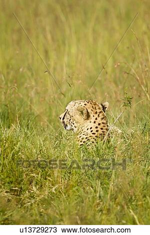 Close up view of cheetah lying in long grass with head turned to side profile, Maasai Mara, Kenya View Large Photo Image Stock Image - Close up view of cheetah lying in long grass with head turned to side profile, Maasai Mara, Kenya. Fotosearch