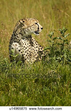 Stock Photography - Close up view of cheetah sitting in long grass with head turned to side profile, Maasai Mara, Kenya. Fotosearch