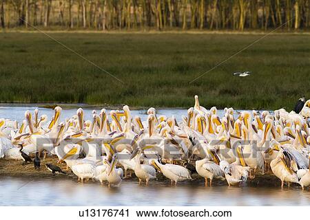Stock Image - Close up view of group of African pelicans standing at lakeshore, in golden evening light, with grass and woodland beyond, Lake Nakuru, Kenya. Fotosearch