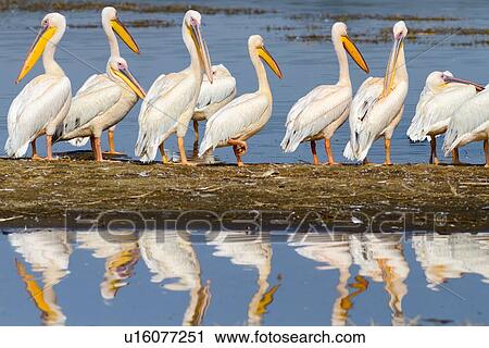 Stock Image - Close up view of group of African pelicans standing at lakeshore, with reflection in water, Lake Nakuru, Kenya. Fotosearch