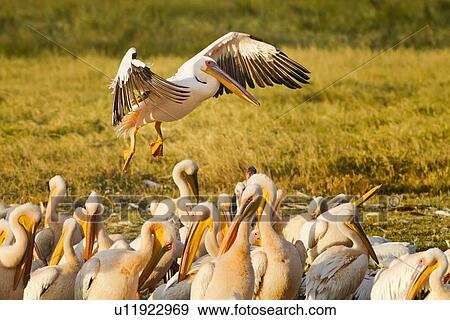 Stock Photo - Close up view of group of African pelicans standing in golden evening light, with grass and woodland beyond, single pelican about to land overhead, Lake Nakuru, Kenya. Fotosearch
