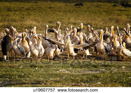 Stock Photo - Close up view of group of African pelicans standing in golden evening light, with grass and woodland beyond, Lake Nakuru, Kenya. Fotosearch
