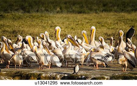 Close up view of group of African pelicans standing in golden evening light, with grass and woodland beyond, Lake Nakuru, Kenya View Large Photo Image Stock Photography - Close up view of group of African pelicans standing in golden evening light, with grass and woodland beyond, Lake Nakuru, Kenya. Fotosearch