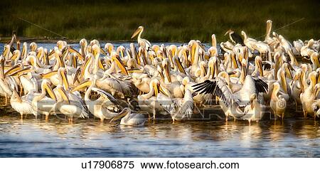 Stock Photography - Close up view of group of African pelicans standing in golden evening light, at lakeshore, Lake Nakuru, Kenya. Fotosearch