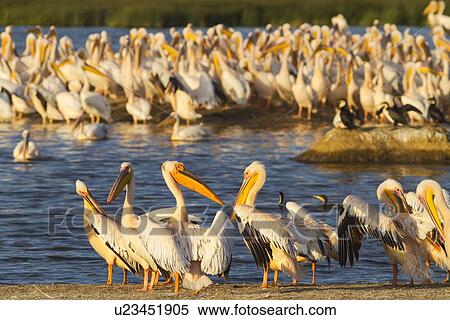 Close up view of group of African pelicans standing in golden evening light, at lakeshore, Lake Nakuru, Kenya View Large Photo Image Stock Photography - Close up view of group of African pelicans standing in golden evening light, at lakeshore, Lake Nakuru, Kenya. Fotosearch