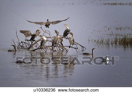 Close up view of group of cormorants perched on branches submerged in shallow water, one cormorant flying overhead, and hippo submerged in foreground, Lake Nakuru, Kenya View Large Photo Image Stock Photograph - Close up view of group of cormorants perched on branches submerged in shallow water, one cormorant flying overhead, and hippo submerged in foreground, Lake Nakuru, Kenya. Fotosearch