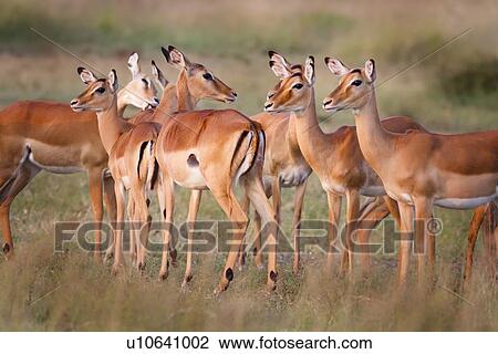 Close up view of group of female impalas standing in soft evening light, Maasai Mara, Kenya View Large Photo Image Stock Image - Close up view of group of female impalas standing in soft evening light, Maasai Mara, Kenya. Fotosearch