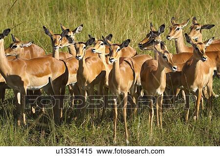 Close up view of group of female impalas standing in soft evening light, Maasai Mara, Kenya View Large Photo Image Stock Photography - Close up view of group of female impalas standing in soft evening light, Maasai Mara, Kenya. Fotosearch