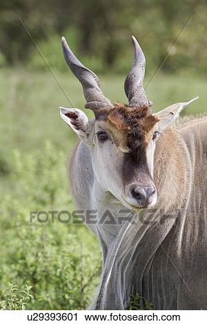 Close up view of large male eland, detail of face turned to viewer, Masai Mara, Kenya, East Africa View Large Photo Image Stock Image - Close up view of large male eland, detail of face turned to viewer, Masai Mara, Kenya, East Africa. Fotosearch