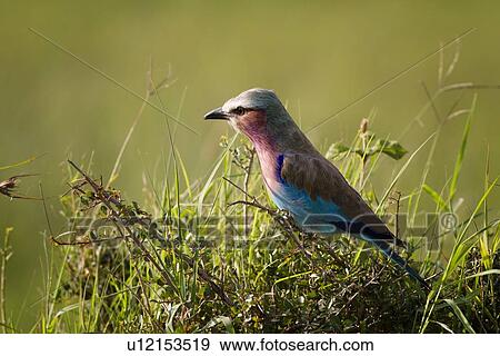Close up view of lilac-breasted roller, perching on thorny acacia bush, Maasai Mara, Kenya View Large Photo Image Stock Photo - Close up view of lilac-breasted roller, perching on thorny acacia bush, Maasai Mara, Kenya. Fotosearch