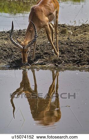 Close up view of male impala from front, drinking from water, with reflection, Lake Nakuru, Kenya View Large Photo Image Stock Image - Close up view of male impala from front, drinking from water, with reflection, Lake Nakuru, Kenya. Fotosearch