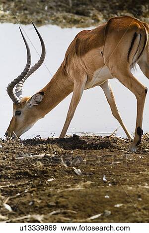 Stock Photo - Close up view of male impala from behind, turning to one side to drink from water, Lake Nakuru, Kenya. Fotosearch