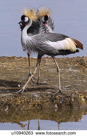 Stock Image - Close up view of pair of African crowned cranes wading at water's edge, Lake Nakuru, Kenya. Fotosearch
