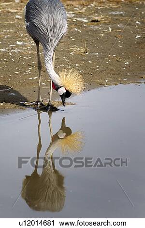 Close up view of single African crowned crane with reflection of head down to feed at water's edge, Lake Nakuru, Kenya View Large Photo Image Stock Image - Close up view of single African crowned crane with reflection of head down to feed at water's edge, Lake Nakuru, Kenya. Fotosearch