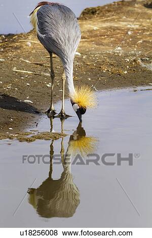 Close up view of single African crowned crane with reflection of head down to feed at water's edge, Lake Nakuru, Kenya View Large Photo Image Stock Photo - Close up view of single African crowned crane with reflection of head down to feed at water's edge, Lake Nakuru, Kenya. Fotosearch