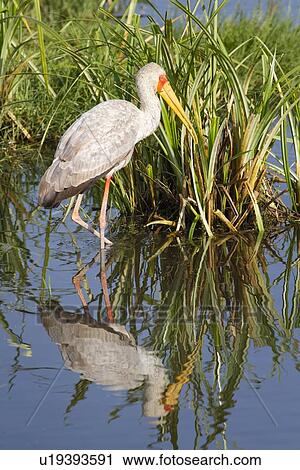 Stock Image - Close up view of single yellow-billed stork wading by reeds with reflection in water, Lake Nakuru, Kenya. Fotosearch