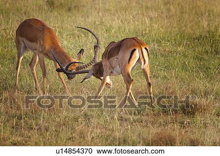 Stock Image - Close up view of two young male impalas, heads down, horns locked in sparring, Maasai Mara, Kenya. Fotosearch