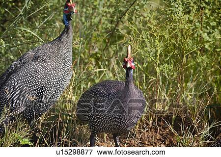 Stock Photo - Close up view: pair of guinea fowl in grass, Maasai Mara, Kenya. Fotosearch