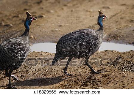 Stock Photography - Close up view: pair of guinea fowl on path beside puddle, Maasai Mara, Kenya. Fotosearch