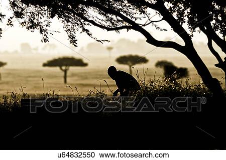 Stock Image - Dawn work in the Maasai Mara: man silhouetted as he sweeps, framed by tree, with Mara plain beyond, in early morning golden light, Maasai Mara, Kenya. Fotosearch