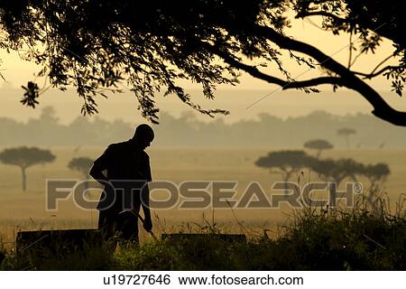 Dawn work in the Maasai Mara: man silhouetted as he sweeps, framed by tree, with Mara plain beyond, in early morning golden light, Maasai Mara, Kenya View Large Photo Image Stock Photograph - Dawn work in the Maasai Mara: man silhouetted as he sweeps, framed by tree, with Mara plain beyond, in early morning golden light, Maasai Mara, Kenya. Fotosearch