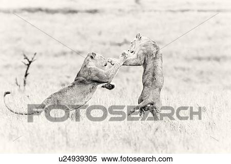Desaturated high key close up image of two lionesses sparring and boxing in long dry grass, Lewa Downs, Kenya, East Africa View Large Photo Image Stock Photography - Desaturated high key close up image of two lionesses sparring and boxing in long dry grass, Lewa Downs, Kenya, East Africa. Fotosearch