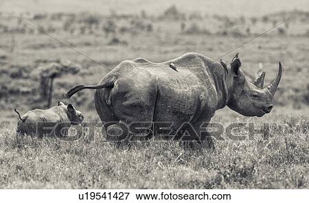 Stock Photo - Desaturated image of adult female rhino running as seen from the side, with very young baby behind her, and oxpeckers on her back, Lewa Downs, Kenya, East Africa. Fotosearch