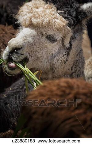 Stock Photo - Detail of alpaca head, side view, chewing grass, Awanacancha llama farm, Sacred Valley, Cuzco, Peru. Fotosearch