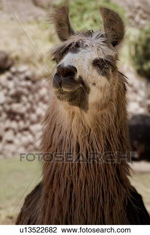 Stock Image - Detail of beige llama front view, Awanacancha llama farm, Sacred Valley, Cuzco, Peru. Fotosearch