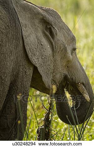 Picture - Detail of elephant face and curled trunk while eating, view from behind with grass background, Maasai Mara, Kenya. Fotosearch
