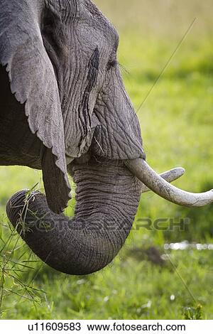 Stock Image - Detail of elephant face and curled trunk while eating, view from behind with grass background, Maasai Mara, Kenya. Fotosearch