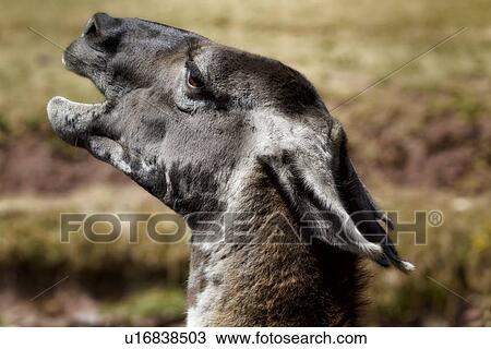 Stock Image - Detail of gray llama head, side view, Awanacancha llama farm, Sacred Valley, Cuzco, Peru. Fotosearch