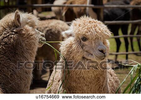 Stock Photo - Detail of two alpacas chewing grass, front view, Awanacancha llama farm, Sacred Valley, Cuzco, Peru. Fotosearch