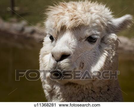 Detail of white alpaca front view, Awanacancha llama farm, Sacred Valley, Cuzco, Peru View Large Photo Image Stock Image - Detail of white alpaca front view, Awanacancha llama farm, Sacred Valley, Cuzco, Peru. Fotosearch