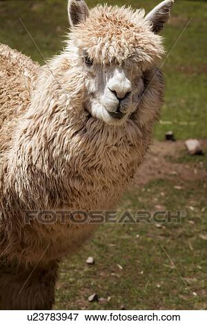 Stock Photo - Detail of white alpaca front view, Awanacancha llama farm, Sacred Valley, Cuzco, Peru. Fotosearch
