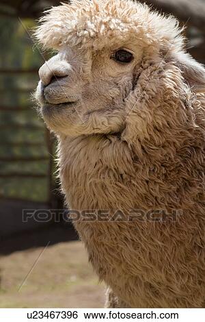 Stock Photograph - Detail of white alpaca front view, Awanacancha llama farm, Sacred Valley, Cuzco, Peru. Fotosearch