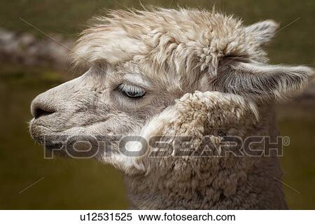 Stock Photography - Detail of white alpaca side view, Awanacancha llama farm, Sacred Valley, Cuzco, Peru. Fotosearch