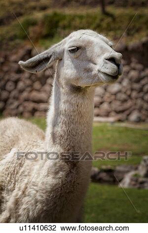 Detail of white llama head and chest, front view, Awanacancha llama farm, Sacred Valley, Cuzco, Peru View Large Photo Image Stock Image - Detail of white llama head and chest, front view, Awanacancha llama farm, Sacred Valley, Cuzco, Peru. Fotosearch