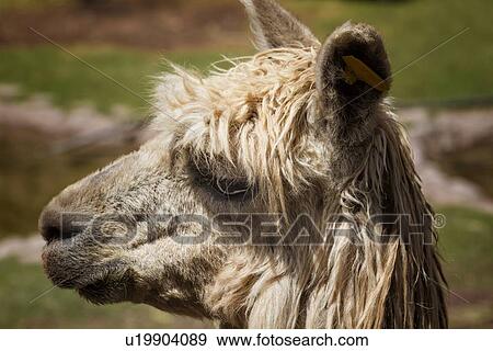Detail of white llama head, side view, Awanacancha llama farm, Sacred Valley, Cuzco, Peru View Large Photo Image Stock Photo - Detail of white llama head, side view, Awanacancha llama farm, Sacred Valley, Cuzco, Peru. Fotosearch