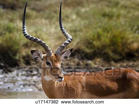 Detail view of male impala face, side view, with wetland and grass behind, Lake Nakuru, Kenya View Large Photo Image Stock Image - Detail view of male impala face, side view, with wetland and grass behind, Lake Nakuru, Kenya. Fotosearch