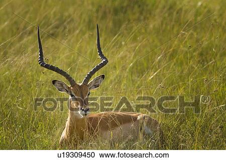 Stock Image - Detail view of male impala face, side view, lying in grass, soft evening light, Maasai Mara, Kenya. Fotosearch