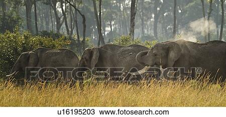 Elephant herd panorama walking in deep dry grass in front of woodland while dusting to cool, Maasai Mara, Kenya View Large Photo Image Stock Image - Elephant herd panorama walking in deep dry grass in front of woodland while dusting to cool, Maasai Mara, Kenya. Fotosearch