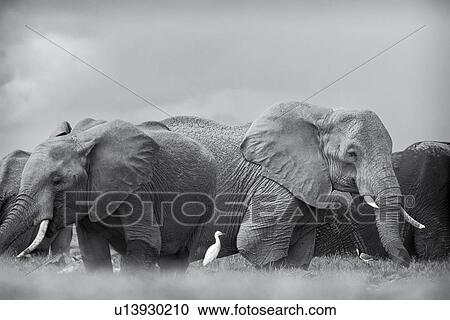 Stock Image - Elephant herd wading in swamp, close up monochrome,, Amboseli, Kenya, East Africa. Fotosearch