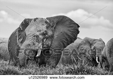 Stock Photo - Elephant herd wading in swamp, close up monochrome,, Amboseli, Kenya, East Africa. Fotosearch