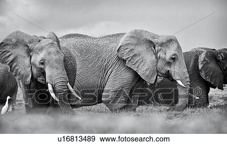 Stock Photo - Elephant herd wading in swamp, close up monochrome,, Amboseli, Kenya, East Africa. Fotosearch