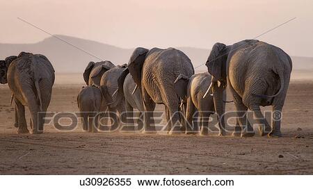 Elephant herd walking towards sunset in golden light, back view, close up, Amboseli lake bed, Kenya, East Africa View Large Photo Image Stock Photography - Elephant herd walking towards sunset in golden light, back view, close up, Amboseli lake bed, Kenya, East Africa. Fotosearch