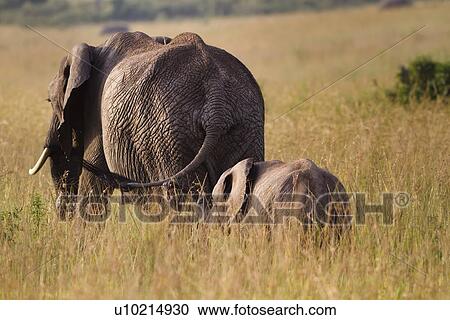 Elephant mother and baby rear view close up walking through grass, Maasai Mara, Kenya View Large Photo Image Stock Image - Elephant mother and baby rear view close up walking through grass, Maasai Mara, Kenya. Fotosearch